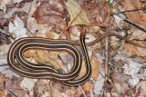 Eastern Ribbon Snake - Thamnophis sauritus sauritus