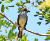 Brown-crested Flycatcher - Myiarchus tyrannulus