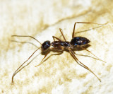 Paratrechina longicornis (Crazy Ant)