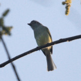 Yellow-olive Flycatcher - Tolmomyias sulphurescens