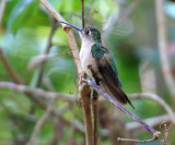 Wedge-tailed Sabrewing - Campylopterus curvipennis