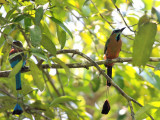 Turquoise-browed Motmot - Eumomota superciliosa