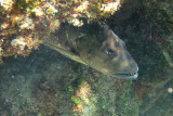 Cubera Snapper - Lutjanus cyanopterus