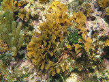 Thin Leaf Lettuce Coral - Agaricia tenuifolia