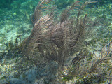  Atlantic Sea Plumes Genus Antillogorgia 