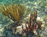 Corky Sra Fingers - Briareum asbestinum (foreground)