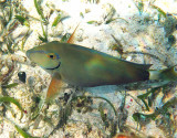 Caribbean Ocean Surgeonfish - Acanthurus tractus