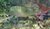 Mutton Snapper - Lutjanus analis
