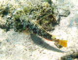Yellowtail Parrotfish - Sparisoma rubripinne