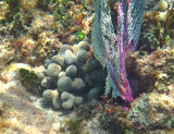 Ten-Ray Star Coral - Madracis decactis