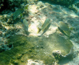 Blue Striped Grunt - Haemulon sciurus (center)