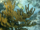 Four-Eyed Butterfly Fish - Chaetodon capistratus