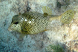 Spotted Trunkfish - Lactophrys bicaudalis