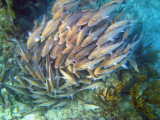 Sailors Choice Grunt - Haemulon parra