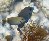 Doctorfish - Acanthurus chirurgus (background)