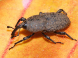 Sphenophorus sp.