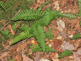 Polypodium sp.