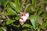 Common Bearberry - Arctostaphylos uva-ursi