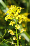 Yellow Rocket - Barbarea vulgaris