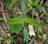 Sessile-leaved Bellwort (Wild Oats) - Uvularia sessilifolia