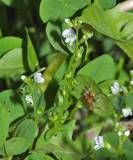 Thyme-leaved Speedwell - Veronica serpyllifolia