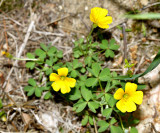 Slender Yellow Woodsorrel - Oxalis dillenii