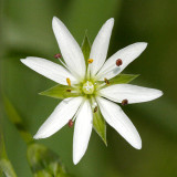  Lesser Stitchwort - Stellaria graminea 