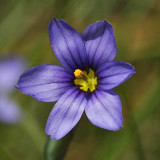 Strict Blue-eyed Grass - Sisyrinchium montanum
