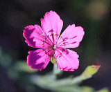 Maiden Pink - Dianthus deltoides