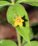 Whorled Loosestrife - Lysimachia quadrifolia
