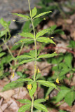 Whorled Loosestrife - Lysimachia quadrifolia