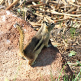 Golden-mantled Ground Squirrel - Spermophilus lateralis