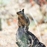 Rock Squirrel - Spermophilus variegatus