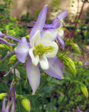 Columbine