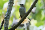 Rufous-tailed Jungle Flycatcher (Cyornis ruficauda boholensis)
