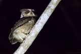Everett's Scops Owl (Otus everetti)
