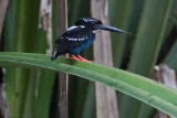Southern Silvery Kingfisher (Ceyx argentatus)