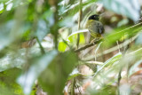 Yellow-breasted Tailorbird (Orthotomus samarensis)