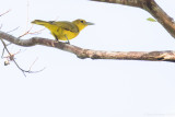 Isabela Oriole (Oriolus isabellae)