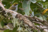 Olive-capped Flowerpecker (Dicaeum nigrilore)