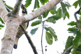 Samar Hornbill (Penelopides samarensis)
