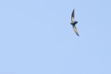 Philippine Spine-tailed Swift (Mearnsia picina)