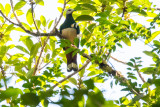 Pink-bellied Imperial Pigeon (Ducula poliocephala)