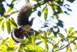 Pink-bellied Imperial Pigeon (Ducula poliocephala)