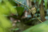 White-throated Jungle Flycatcher (Vauriella albigularis)