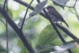 White-throated Jungle Flycatcher (Vauriella albigularis)