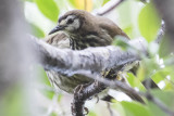 Panay Striped Babbler (Zosterornis latistriatus)