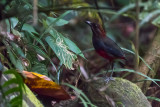 Whiskered Pitta (Erythropitta kochi)