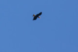 Walden's Hornbill (Rhabdotorrhinus waldeni)