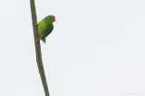 Philippine Hanging Parrot (Loriculus philippensis regulus)